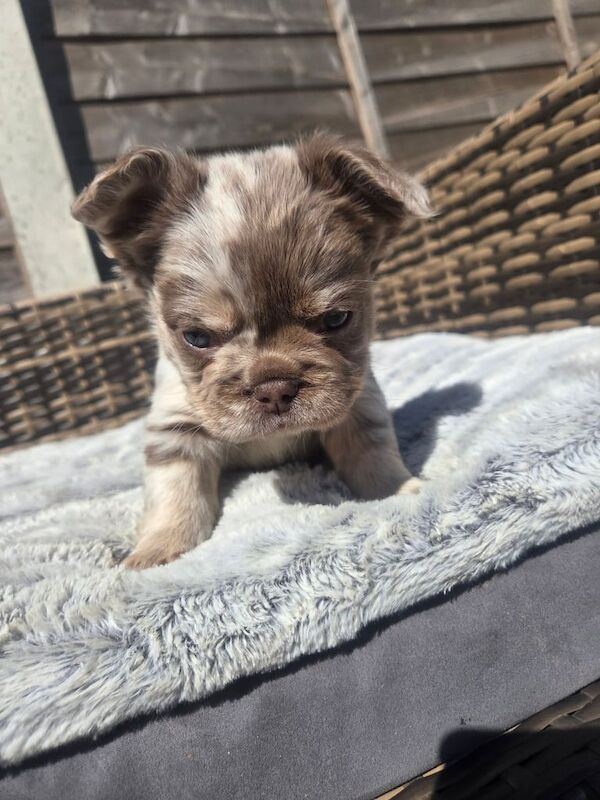 French bulldogs fluffy and smooth for sale in Norwich, Norfolk | Image 2