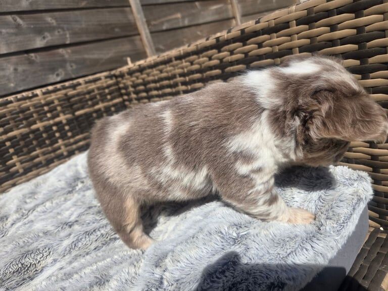 French bulldogs fluffy and smooth for sale in Norwich, Norfolk | Image 3