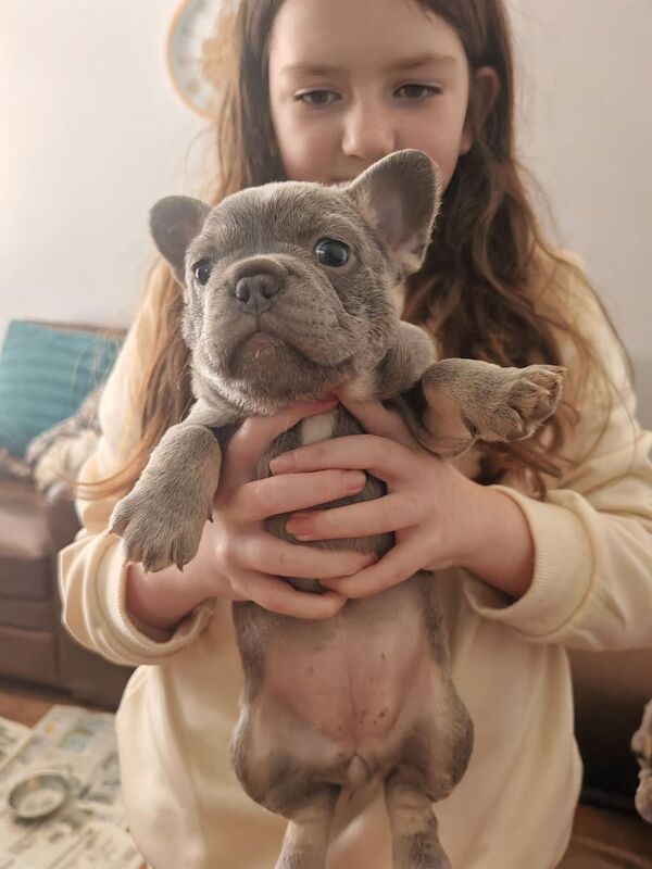 French Bulldog puppies for sale in Cowdenbeath, Fife – 6 weeks old