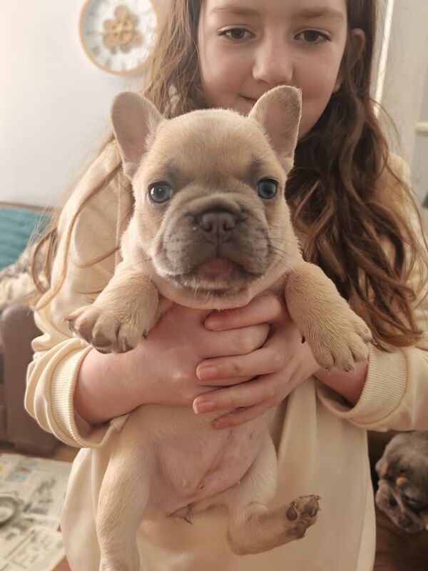 French Bulldog puppies for sale in Cowdenbeath, Fife – 6 weeks old - Image 2 of 3
