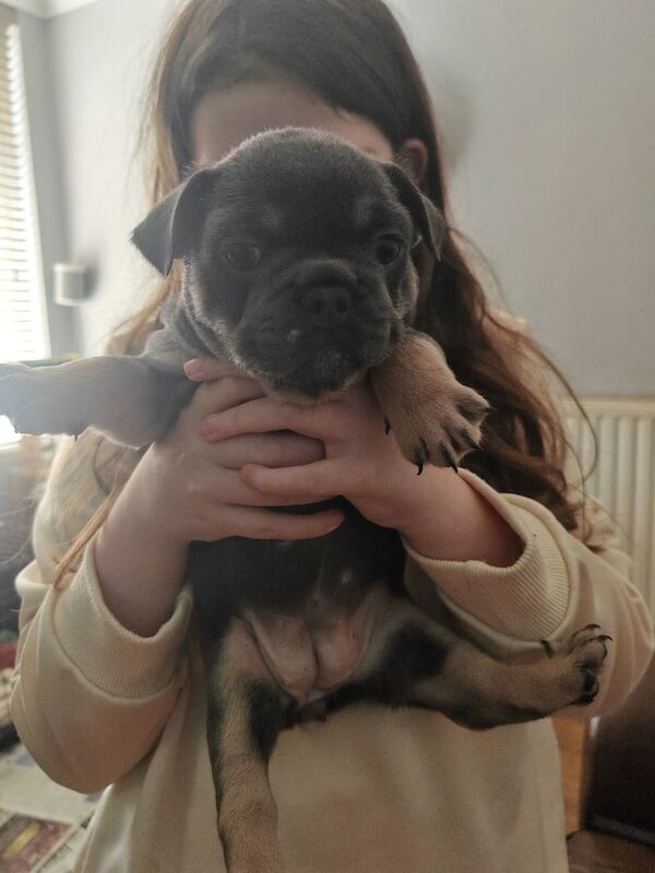 French Bulldog puppies for sale in Cowdenbeath, Fife – 6 weeks old - Image 3 of 3