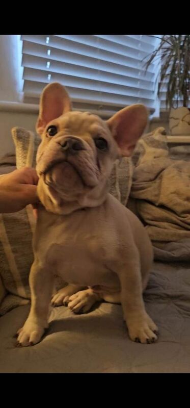 French bulldogs for sale - Image 2 of 5