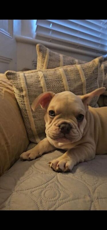 French bulldogs for sale - Image 3 of 5