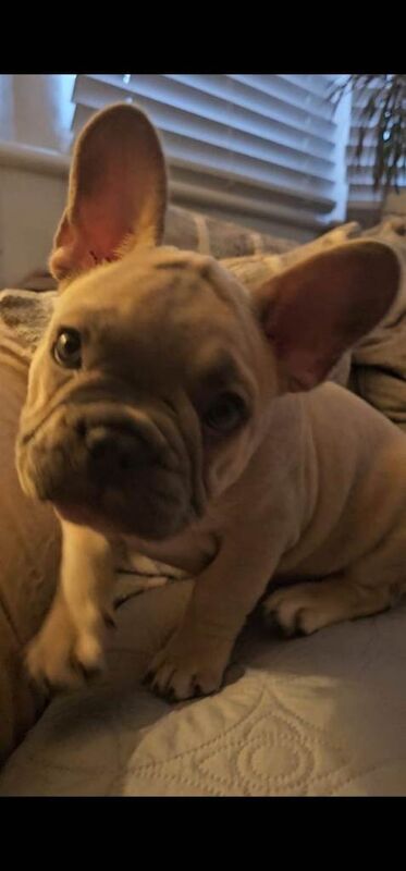 French bulldogs for sale - Image 4 of 5