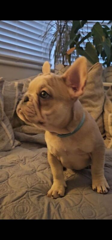French bulldogs for sale - Image 5 of 5