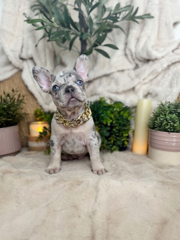 French Bulldog puppies for sale in Bedfordshire – KC registered, 7 weeks old