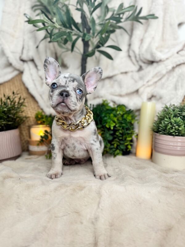 French Bulldog puppies for sale in Bedfordshire – KC registered, 7 weeks old - Image 2 of 13