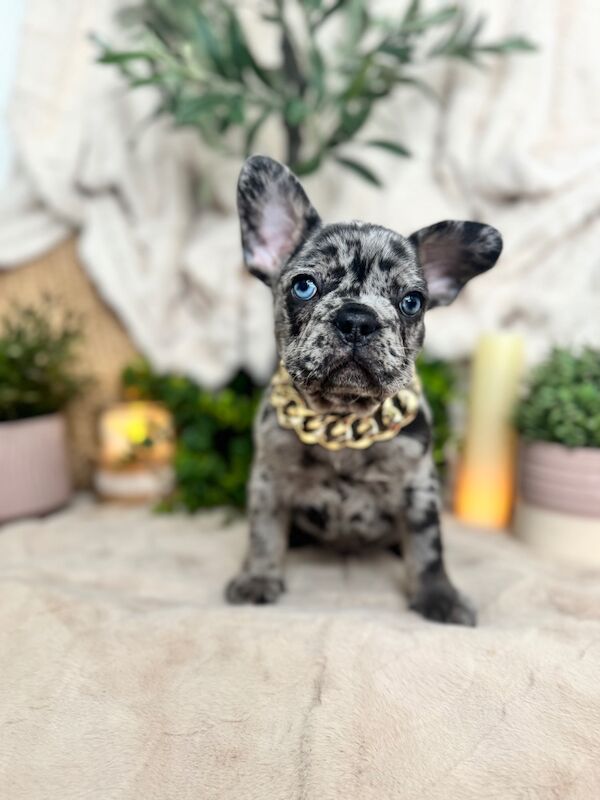 French Bulldog puppies for sale in Bedfordshire – KC registered, 7 weeks old - Image 3 of 13