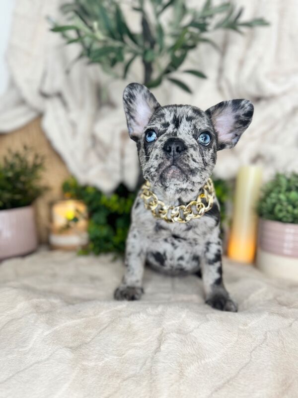 French Bulldog puppies for sale in Bedfordshire – KC registered, 7 weeks old - Image 4 of 13