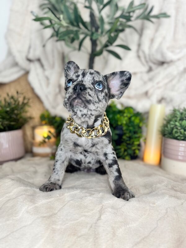 French Bulldog puppies for sale in Bedfordshire – KC registered, 7 weeks old - Image 5 of 13