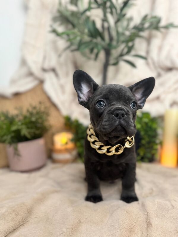 French Bulldog puppies for sale in Bedfordshire – KC registered, 7 weeks old - Image 6 of 13