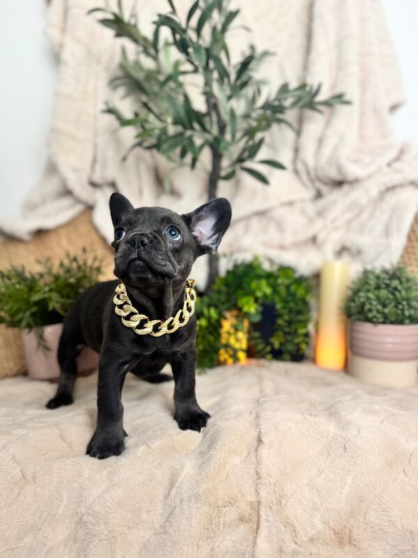 French Bulldog puppies for sale in Bedfordshire – KC registered, 7 weeks old - Image 7 of 13
