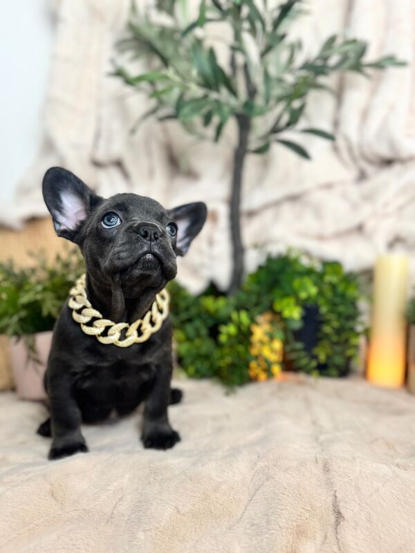 French Bulldog puppies for sale in Bedfordshire – KC registered, 7 weeks old - Image 8 of 13