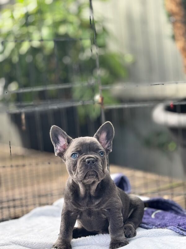 French Bulldog puppies for sale in Bedfordshire – KC registered, 7 weeks old - Image 10 of 13