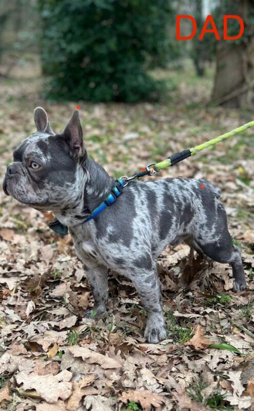 French Bulldog puppies for sale in Bedfordshire – KC registered, 7 weeks old - Image 11 of 13