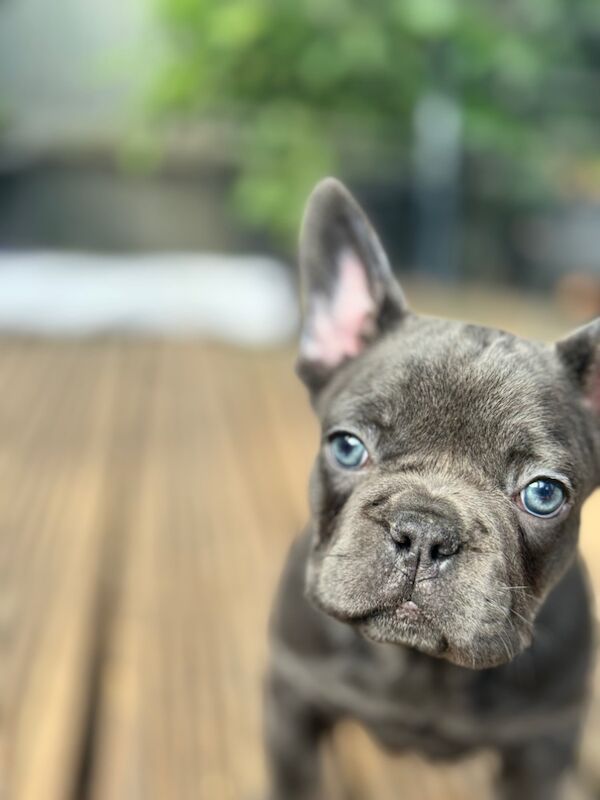 French Bulldog puppies for sale in Bedfordshire – KC registered, 7 weeks old - Image 12 of 13