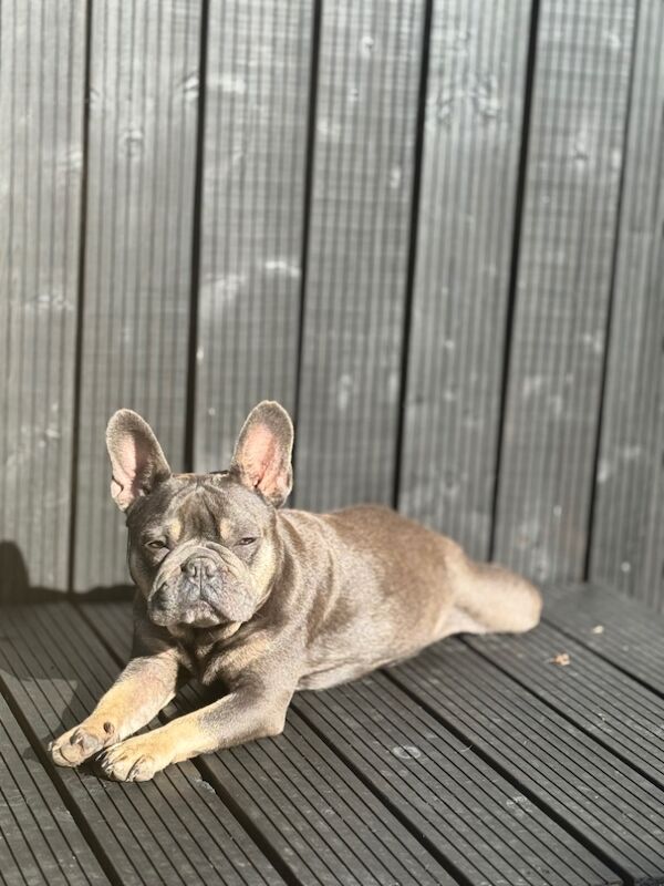French Bulldog puppies for sale in Bedfordshire – KC registered, 7 weeks old - Image 13 of 13
