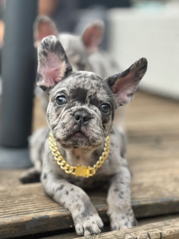 French Bulldog puppies for sale in Bedfordshire – KC registered, 8 weeks old