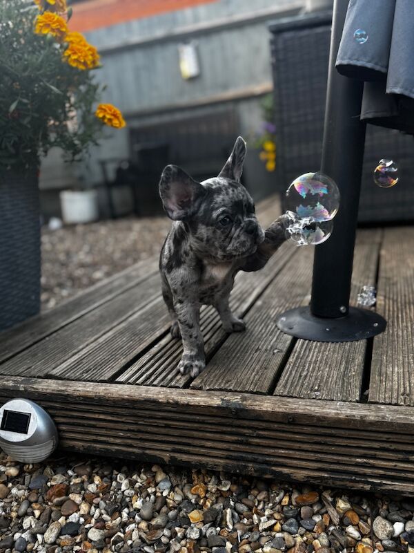 French Bulldog puppies for sale in Bedfordshire – KC registered, 9 weeks old