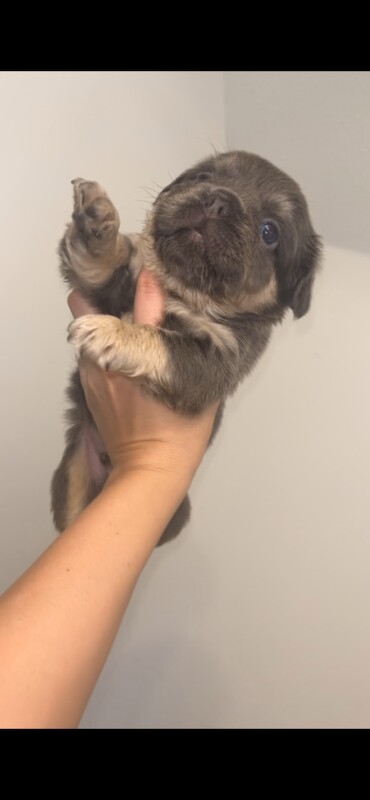 French bulldogs for sale - Image 2 of 6