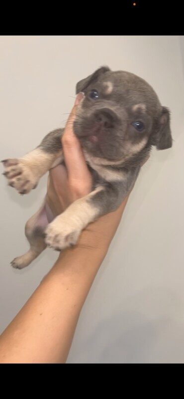 French bulldogs for sale - Image 3 of 6