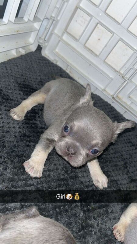 French bulldogs for sale - Image 4 of 6