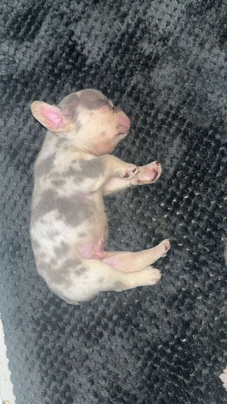 French bulldogs for sale - Image 5 of 6