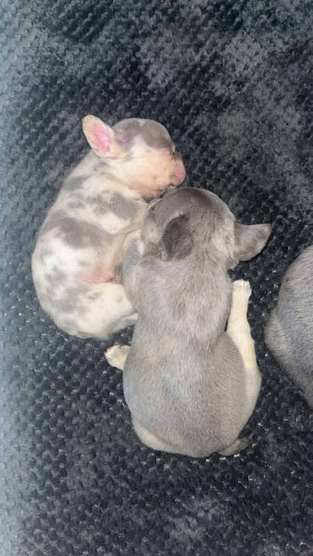 French bulldogs for sale - Image 6 of 6