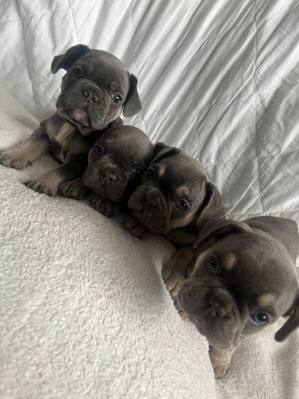 French bulldogs for sale!!