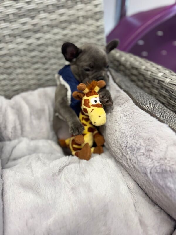 French Bulldog puppies for sale in Cumbernauld, Dunbartonshire – 11 weeks old - Image 2 of 3