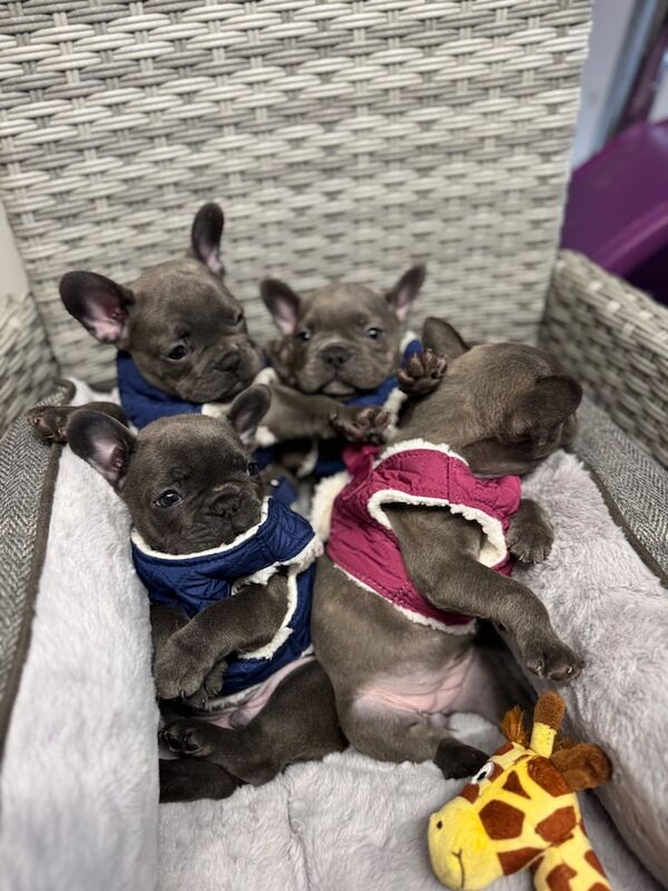 French Bulldog puppies for sale in Cumbernauld, Dunbartonshire – 11 weeks old - Image 3 of 3