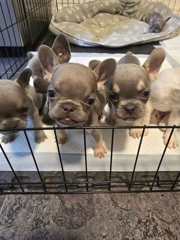 French Bulldog puppies for sale in Snodland, Kent – 8 weeks old