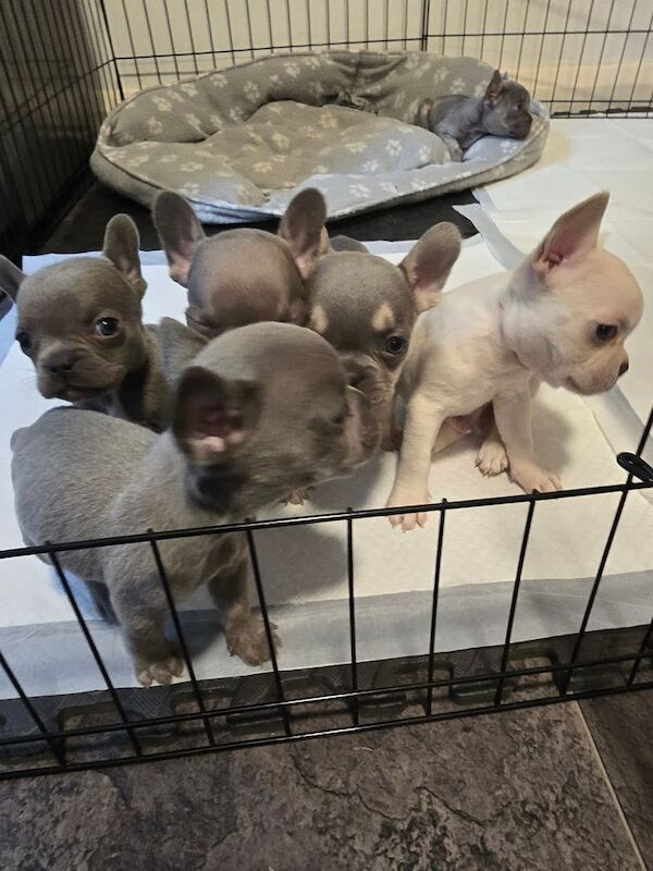 French Bulldog puppies for sale in Snodland, Kent – 8 weeks old - Image 2 of 3
