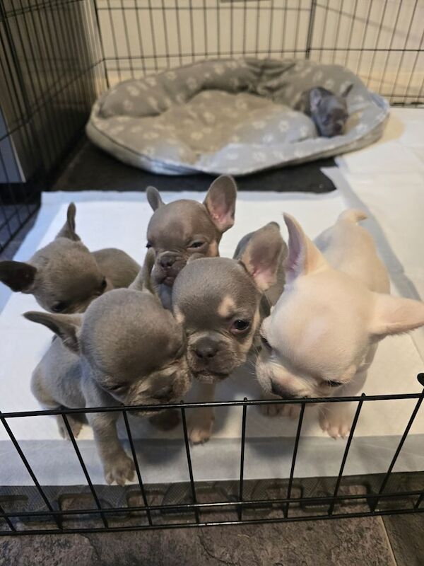 French Bulldog puppies for sale in Snodland, Kent – 8 weeks old - Image 3 of 3