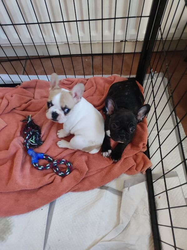 French Bulldog puppies for sale in Coalisland, County Tyrone – 8 weeks old