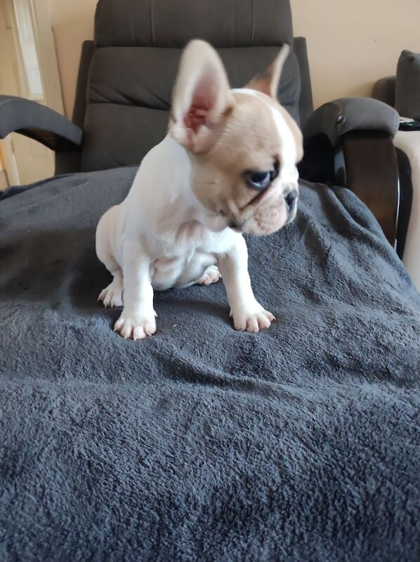 French bulldogs puppies - Image 2 of 5