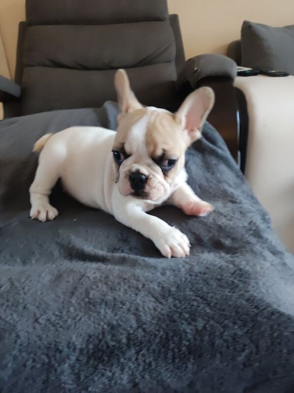 French bulldogs puppies - Image 3 of 5