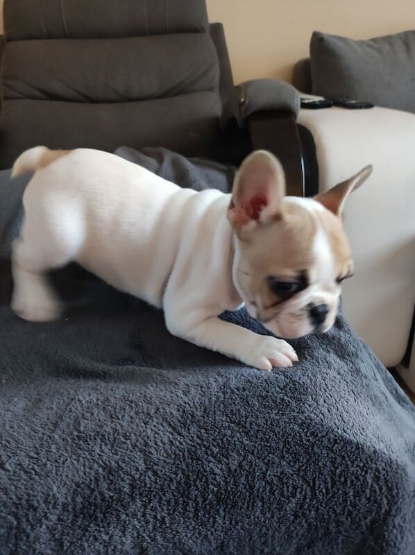 French bulldogs puppies - Image 4 of 5