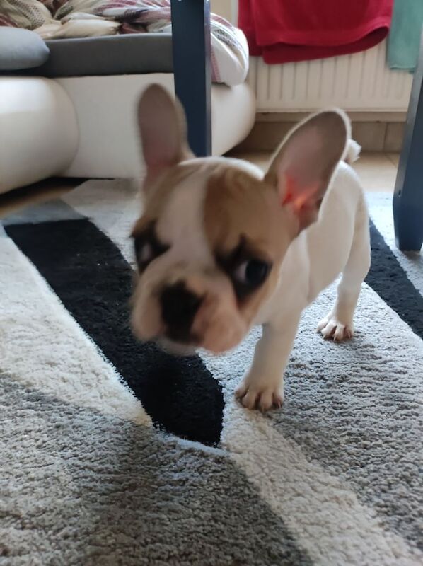 French bulldogs puppies - Image 5 of 5
