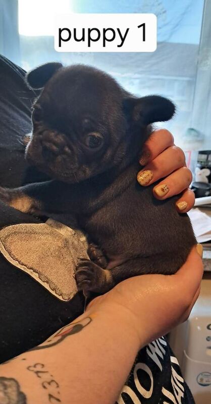 French Bulldog puppies for sale in Dundee, City of Dundee – 5 weeks old