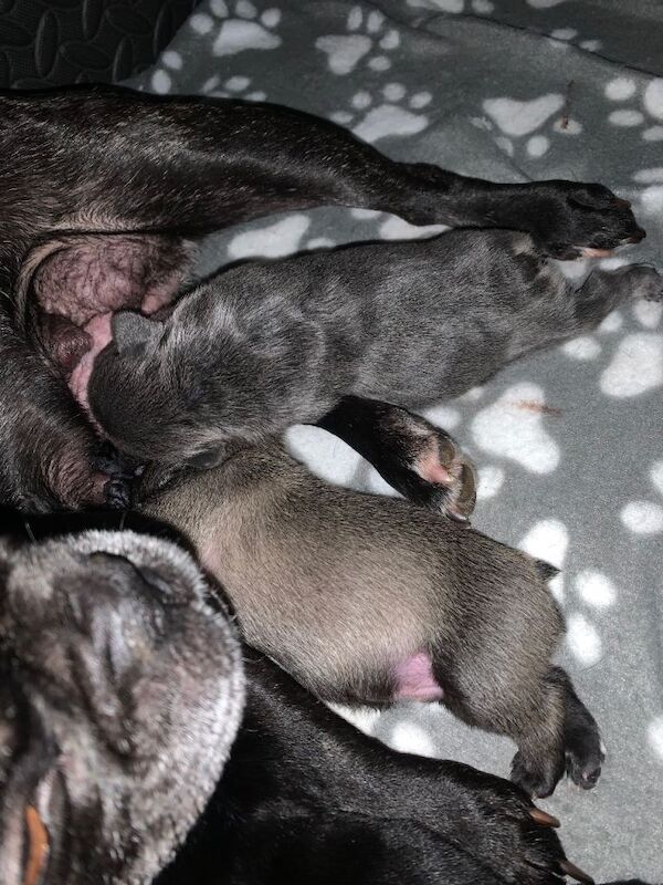 French bulldogs puppies