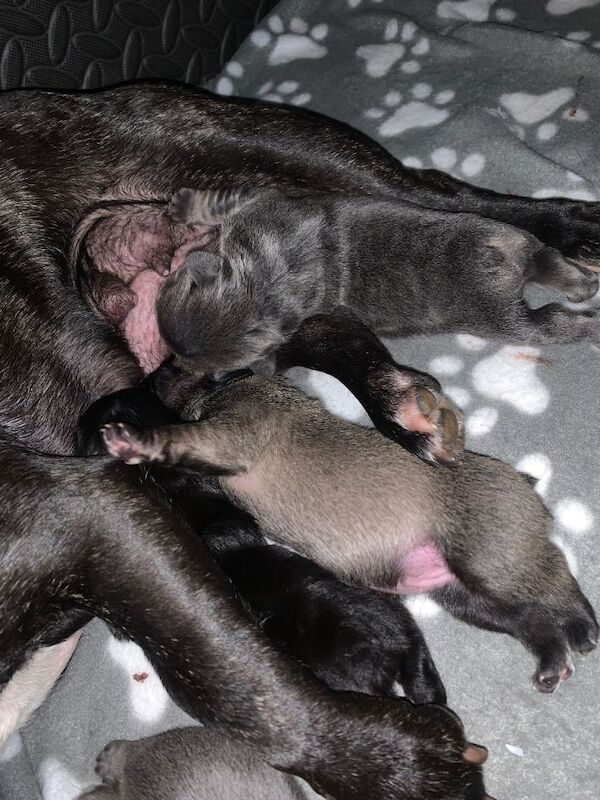 French bulldogs puppies - Image 2 of 6