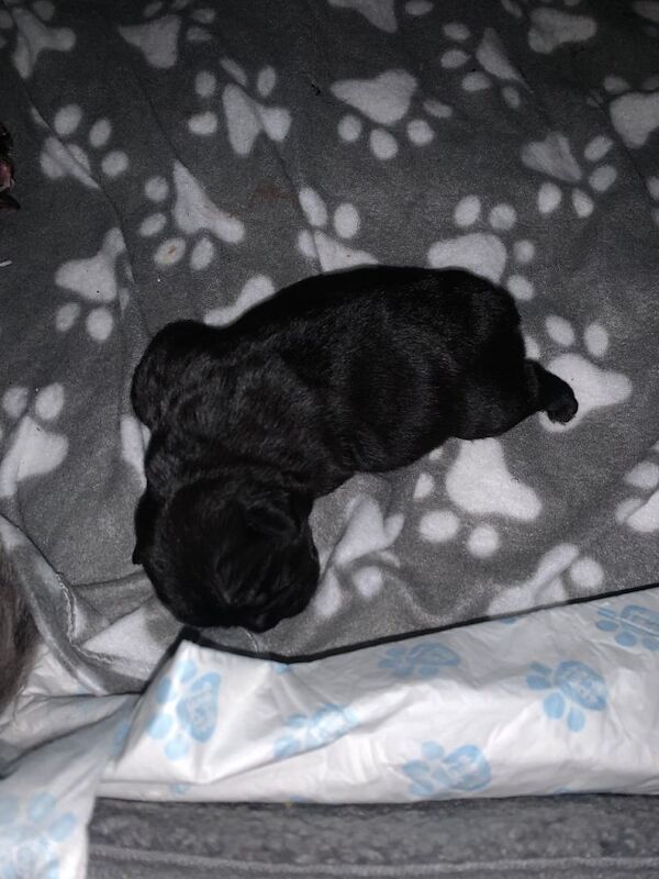 French bulldogs puppies - Image 3 of 6