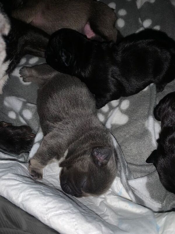 French bulldogs puppies - Image 4 of 6