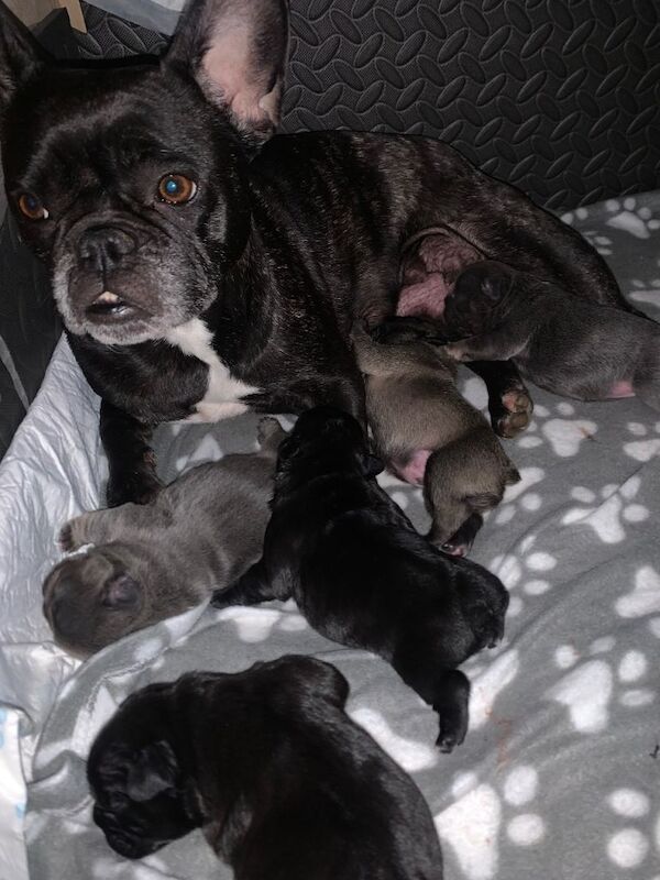 French bulldogs puppies - Image 5 of 6