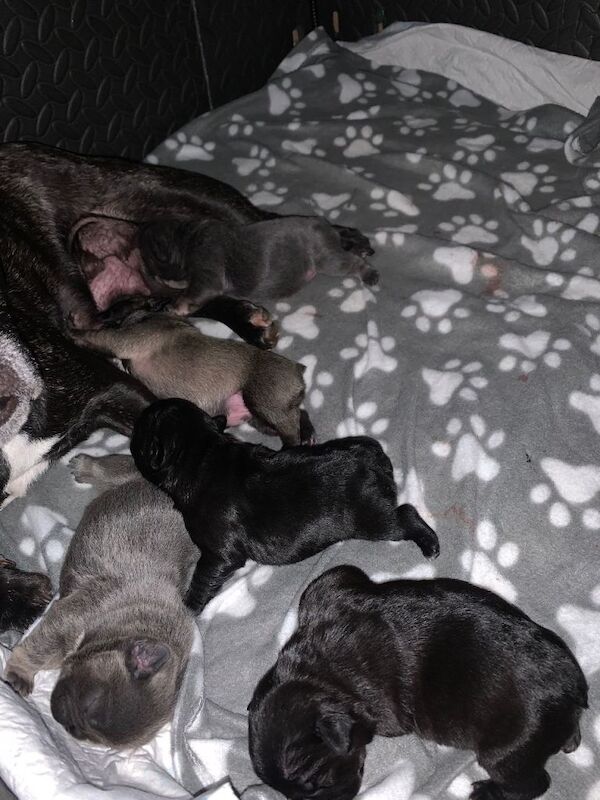 French bulldogs puppies - Image 6 of 6