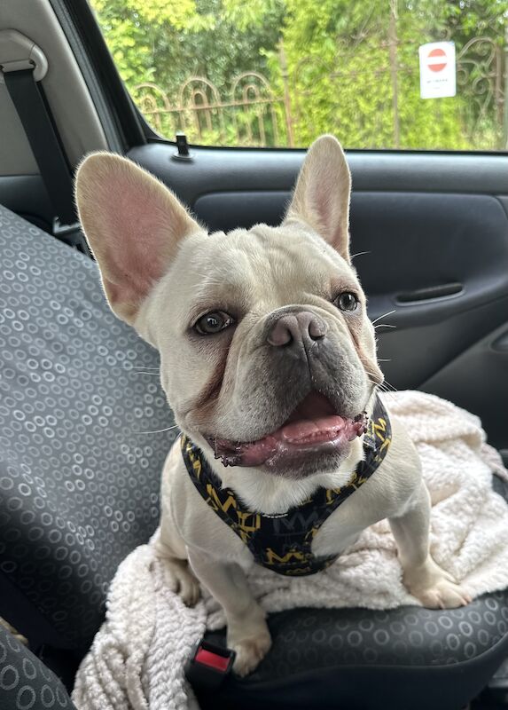 French Bulldog puppies for sale in Boncath, Dyfed – KC registered, 2 years old - Image 2 of 6