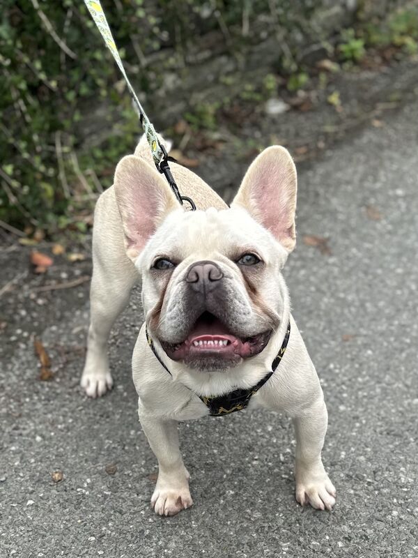 French Bulldog puppies for sale in Boncath, Dyfed – KC registered, 2 years old - Image 3 of 6