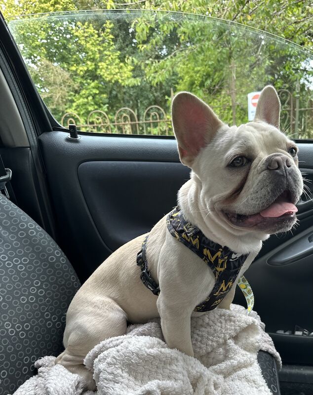 French Bulldog puppies for sale in Boncath, Dyfed – KC registered, 2 years old - Image 4 of 6