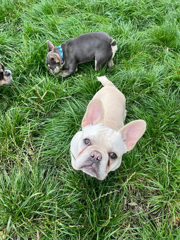 French Bulldog puppies for sale in Boncath, Dyfed – KC registered, 2 years old - Image 6 of 6